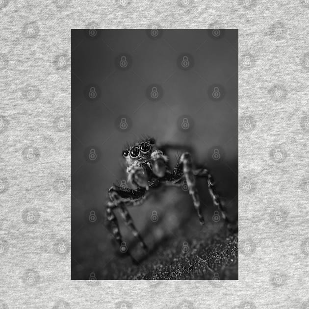 Scurry, Macro Jumping Spider Black and White Photo by love-fi